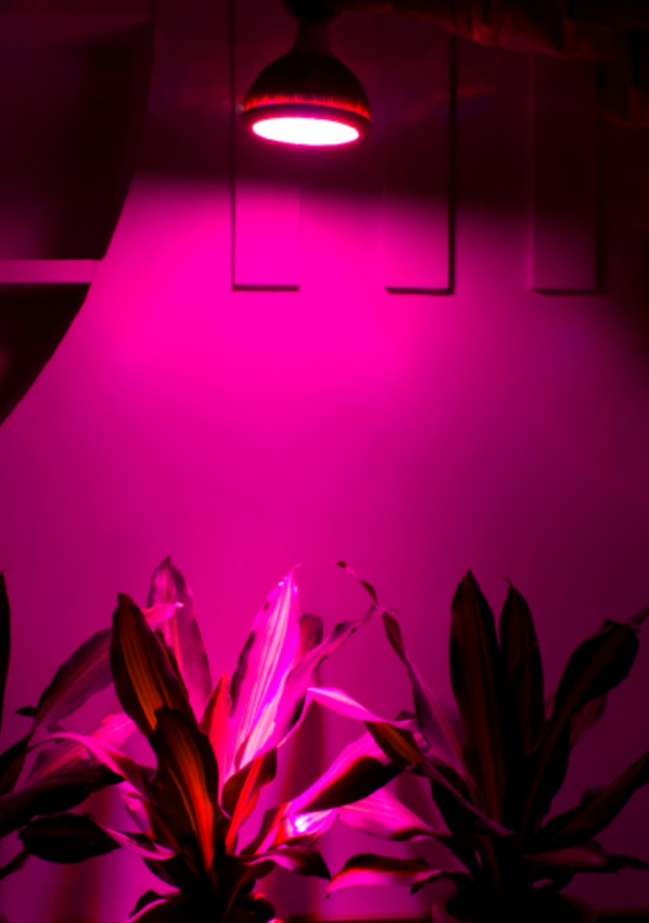 LED büyüyen ışık