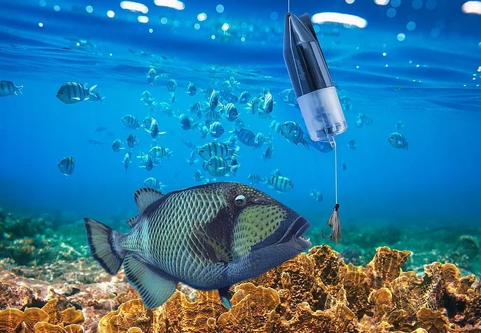 sualtı balık kamerası