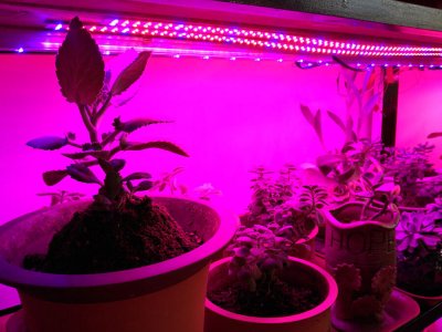 LED bitki ışık çubuğu