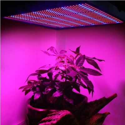 LED büyümek ışık